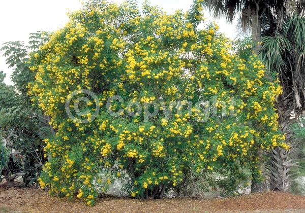 Yellow blooms; Evergreen; Semi-evergreen; North American Native