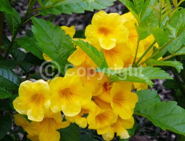 Yellow blooms; Evergreen; Semi-evergreen; North American Native