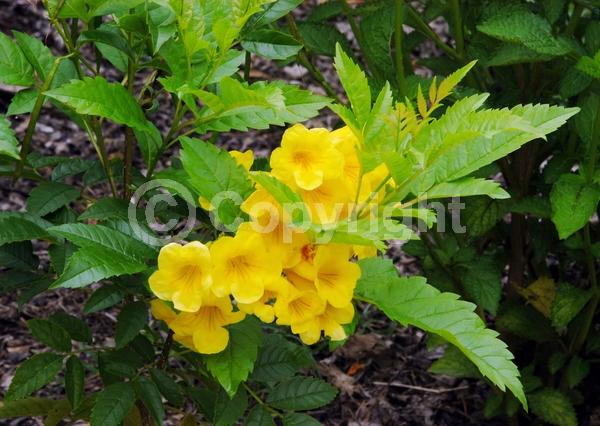 Yellow blooms; Evergreen; Semi-evergreen; North American Native