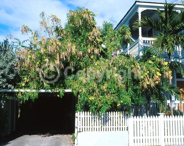 Yellow blooms; Evergreen; Semi-evergreen; North American Native
