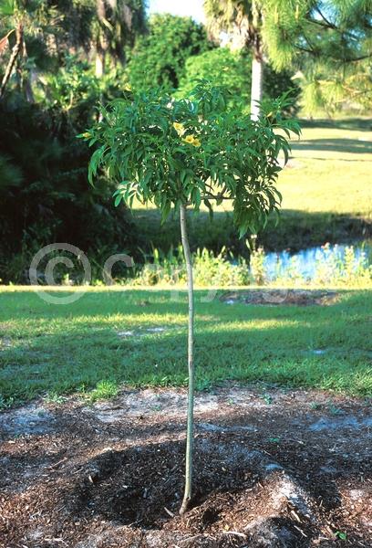 Yellow blooms; Evergreen; Semi-evergreen; North American Native