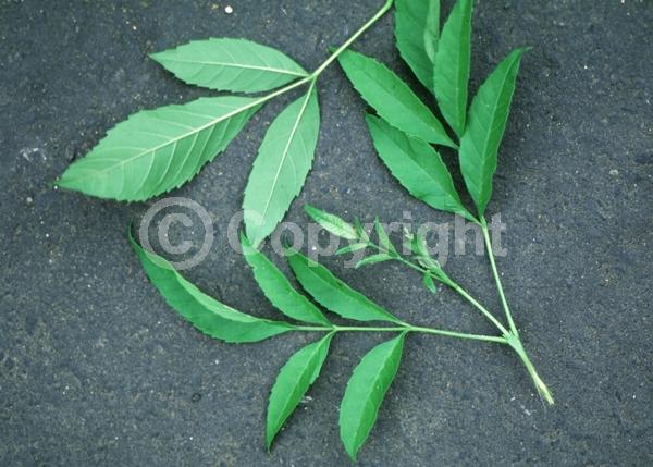 Yellow blooms; Evergreen; Semi-evergreen; North American Native