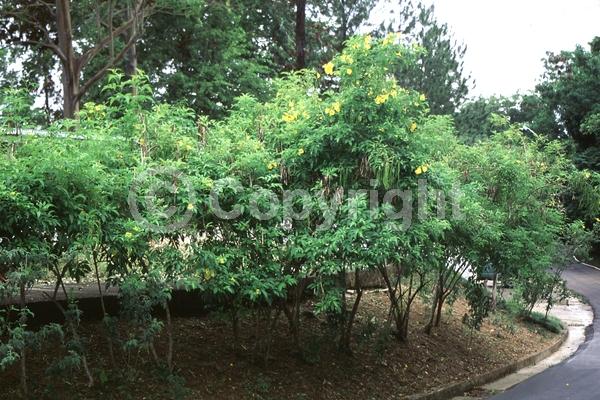 Yellow blooms; Evergreen; Semi-evergreen; North American Native