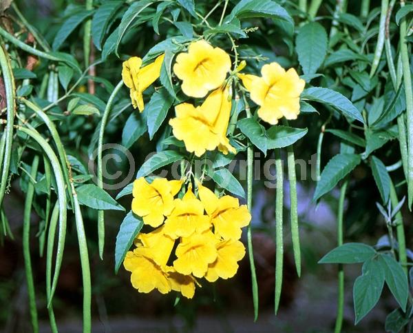 Yellow blooms; Evergreen; Semi-evergreen; North American Native
