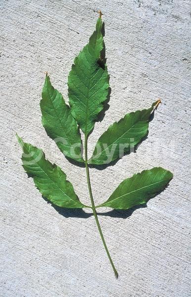 Yellow blooms; Evergreen; Semi-evergreen; North American Native