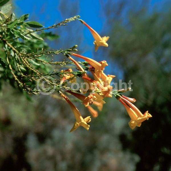 Yellow blooms; Evergreen; Semi-evergreen; 