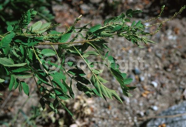 Yellow blooms; Evergreen; Semi-evergreen; 