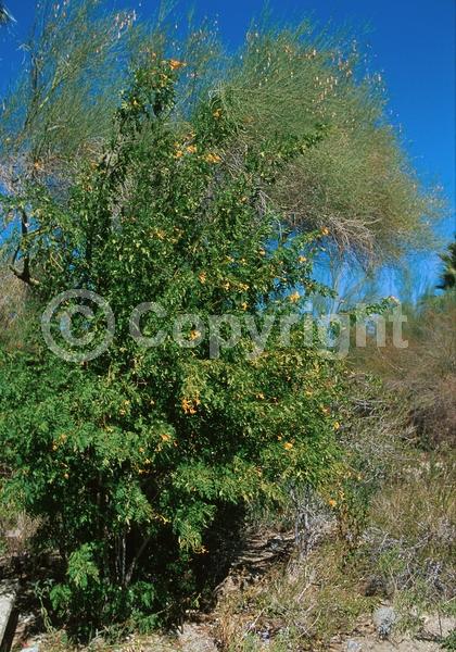 Yellow blooms; Evergreen; Semi-evergreen; 