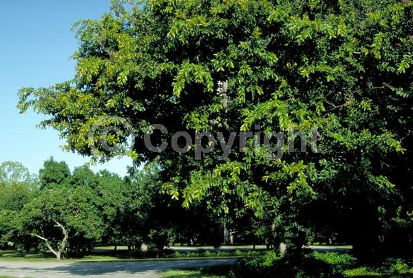 Green blooms; Evergreen