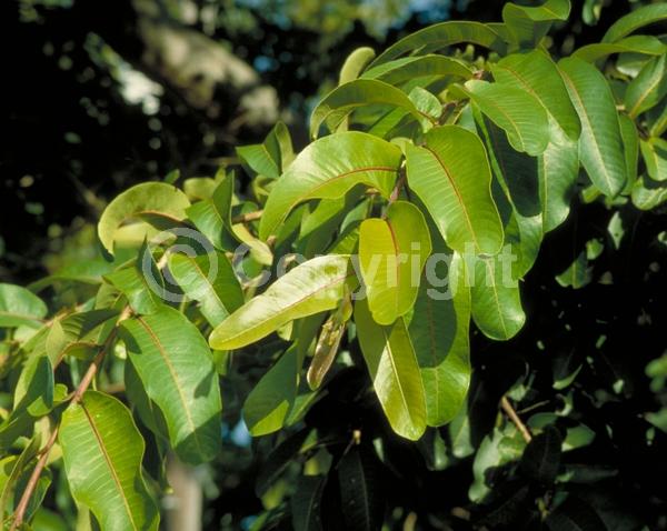 Green blooms; Evergreen