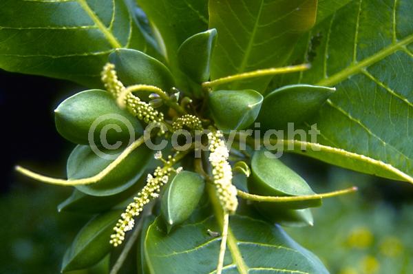 Green blooms; Deciduous; Broadleaf