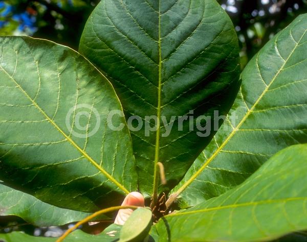 Green blooms; Deciduous; Broadleaf