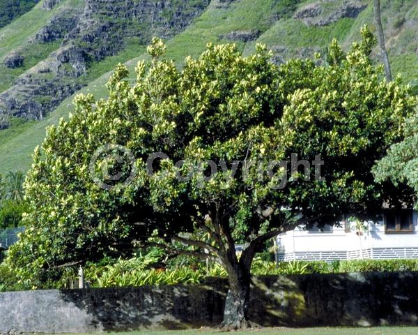 Green blooms; Deciduous; Broadleaf