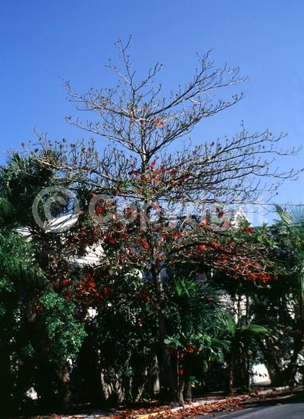 Green blooms; Deciduous; Broadleaf