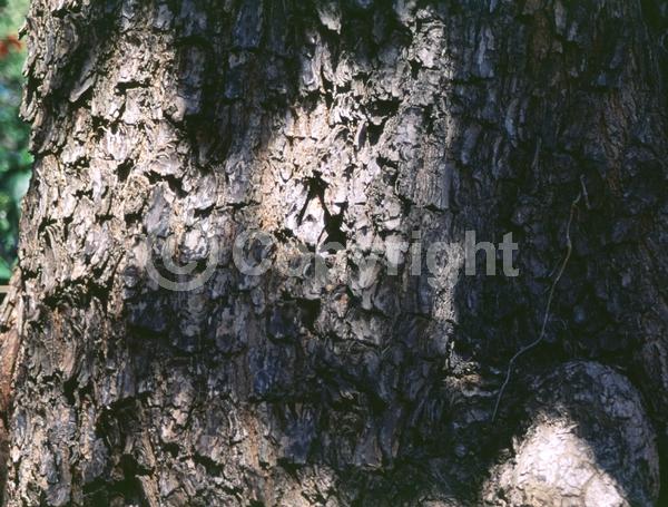 Green blooms; Deciduous; Broadleaf