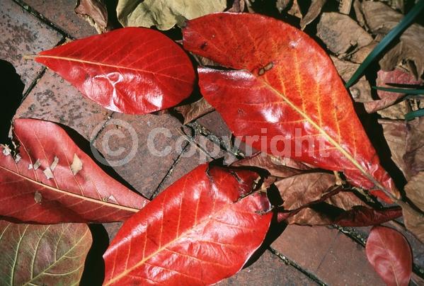Green blooms; Deciduous; Broadleaf