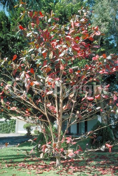 Green blooms; Deciduous; Broadleaf