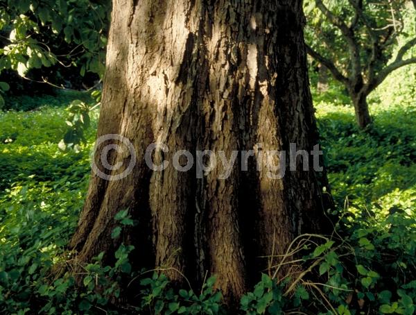 White blooms; Deciduous; Broadleaf