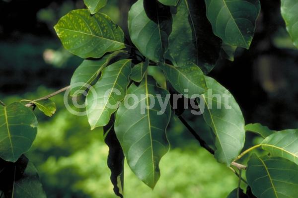 White blooms; Deciduous; Broadleaf