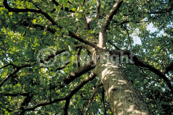 White blooms; Deciduous; Broadleaf