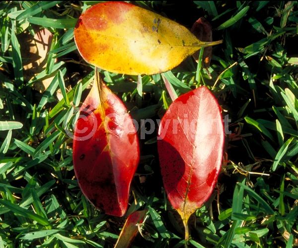 White blooms; Deciduous; Broadleaf