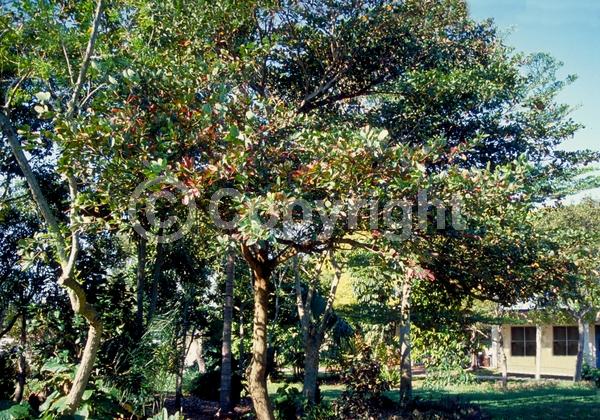 White blooms; Deciduous; Broadleaf