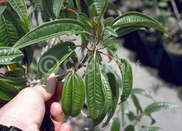 White blooms; Evergreen; North American Native