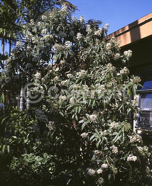 White blooms; Evergreen; North American Native