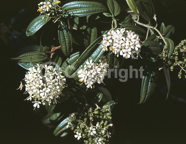 White blooms; Evergreen; North American Native