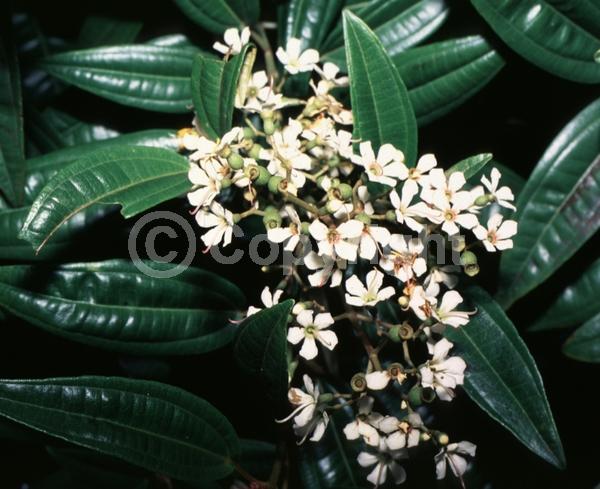White blooms; Evergreen; North American Native