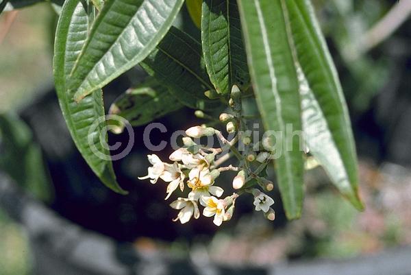 White blooms; Evergreen; North American Native
