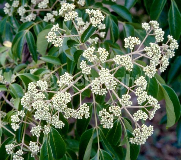 White blooms; Deciduous; Broadleaf