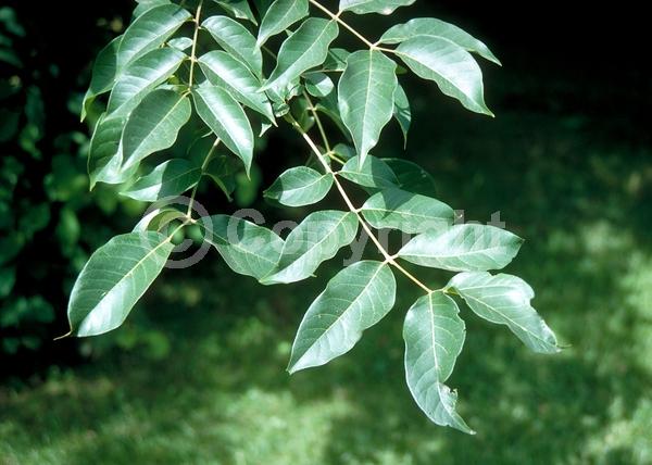 White blooms; Deciduous; Broadleaf