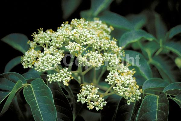 White blooms; Deciduous; Broadleaf
