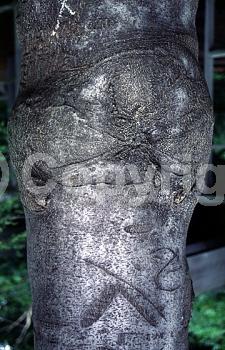 White blooms; Deciduous; Broadleaf