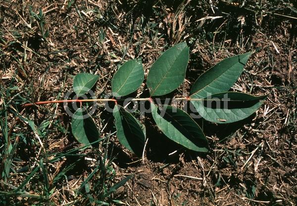 White blooms; Deciduous; Broadleaf