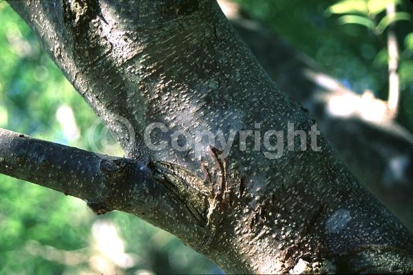 White blooms; Deciduous; Broadleaf