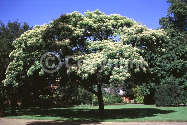 White blooms; Deciduous; Broadleaf