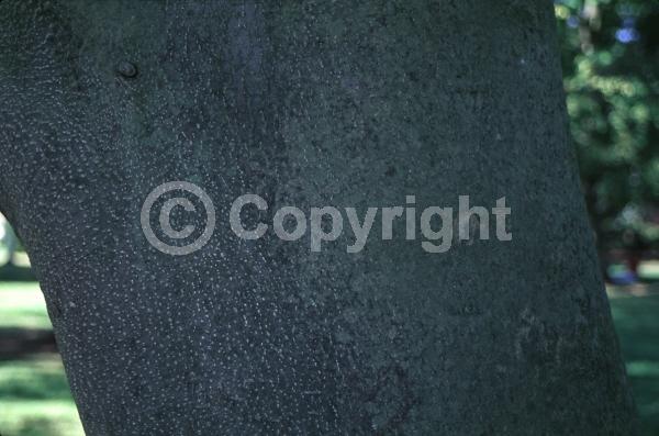 White blooms; Deciduous; Broadleaf