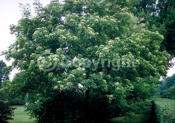 White blooms; Deciduous; Broadleaf