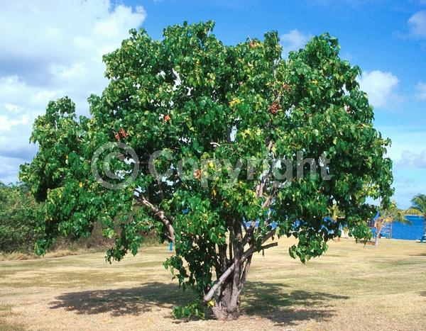 Yellow blooms; Evergreen
