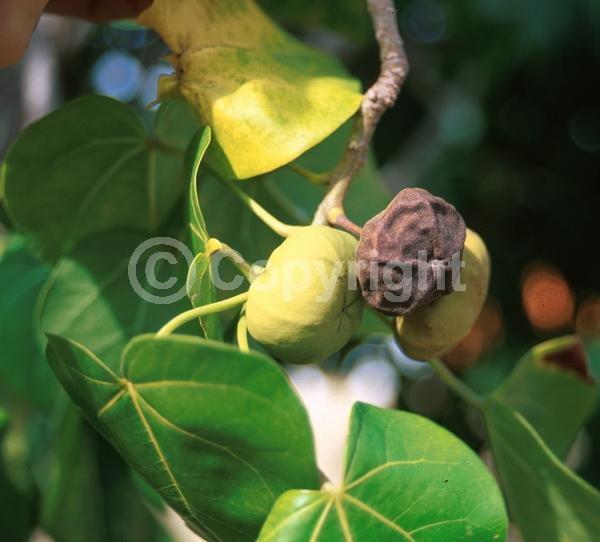 Yellow blooms; Evergreen