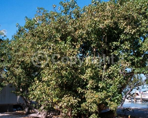 Yellow blooms; Evergreen
