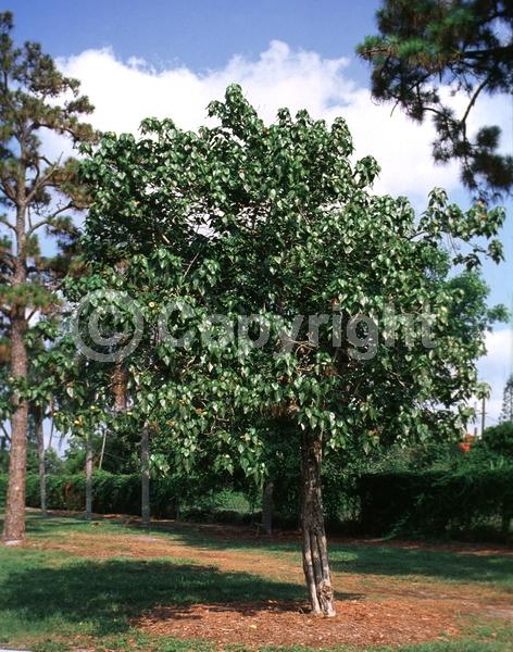 Yellow blooms; Evergreen