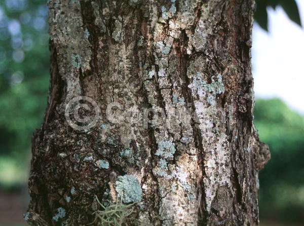 Yellow blooms; Evergreen