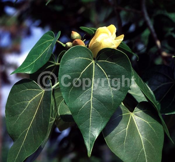 Yellow blooms; Evergreen