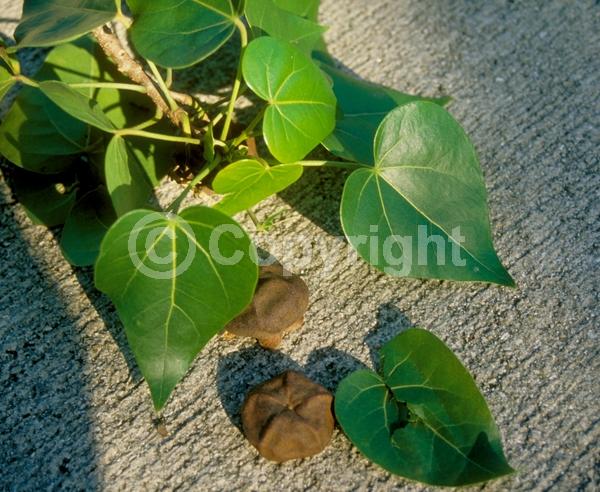 Yellow blooms; Evergreen