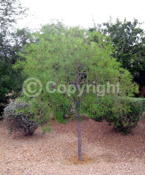 Yellow blooms; Evergreen