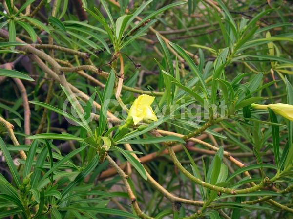 Yellow blooms; Evergreen