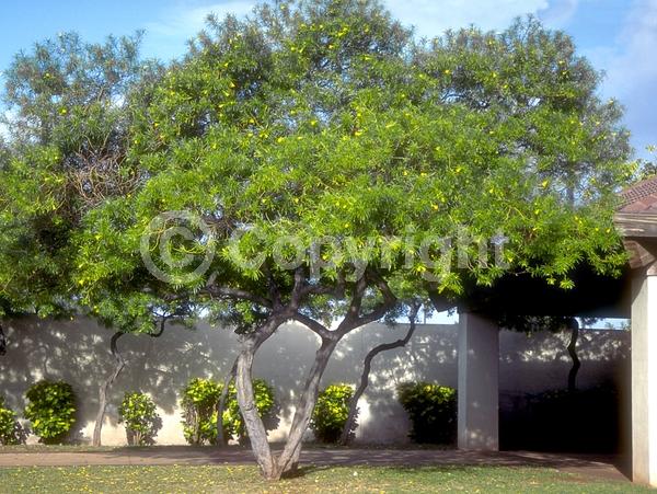Yellow blooms; Evergreen